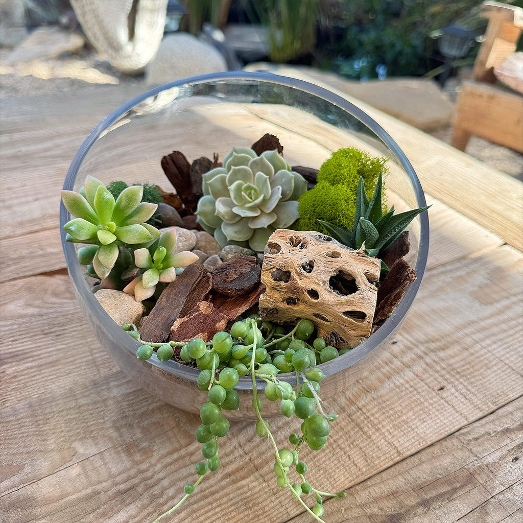 Half Moon Glass Succulent Terrarium DIY Kit - Includes 4 Plants, decorative rocks and more...