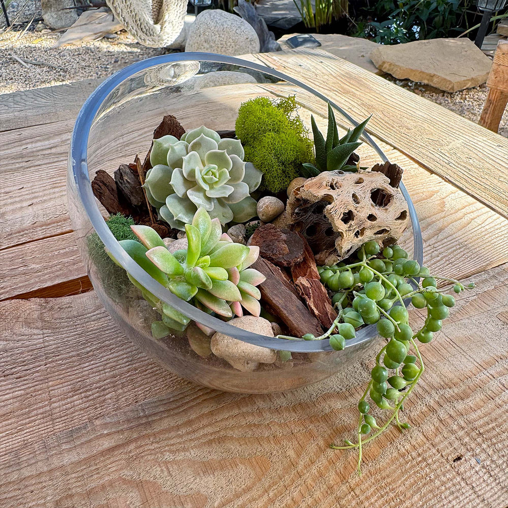 Half Moon Glass Succulent Terrarium DIY Kit - Includes 4 Plants, decorative rocks and more...