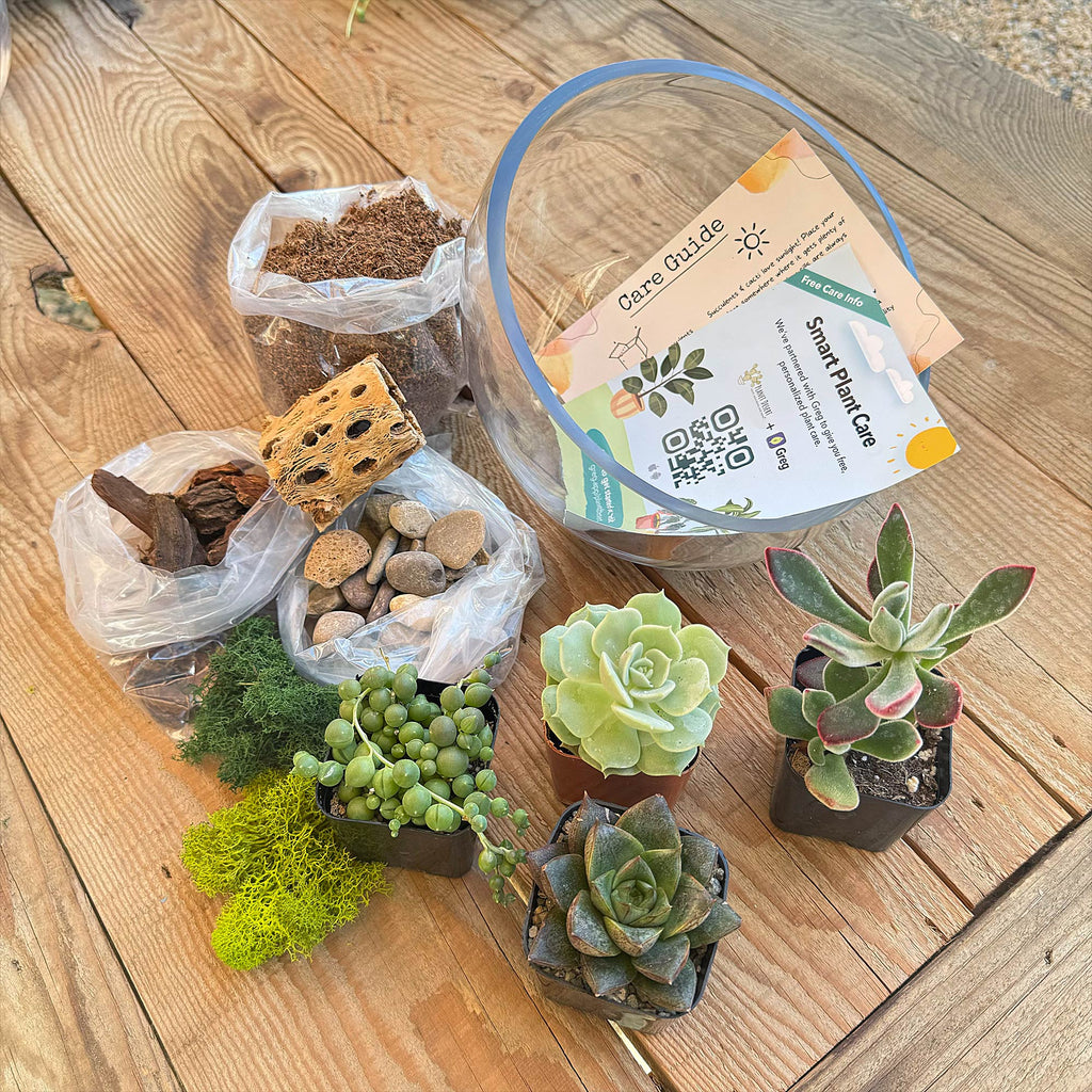 Half Moon Glass Succulent Terrarium DIY Kit - Includes 4 Plants, decorative rocks and more...