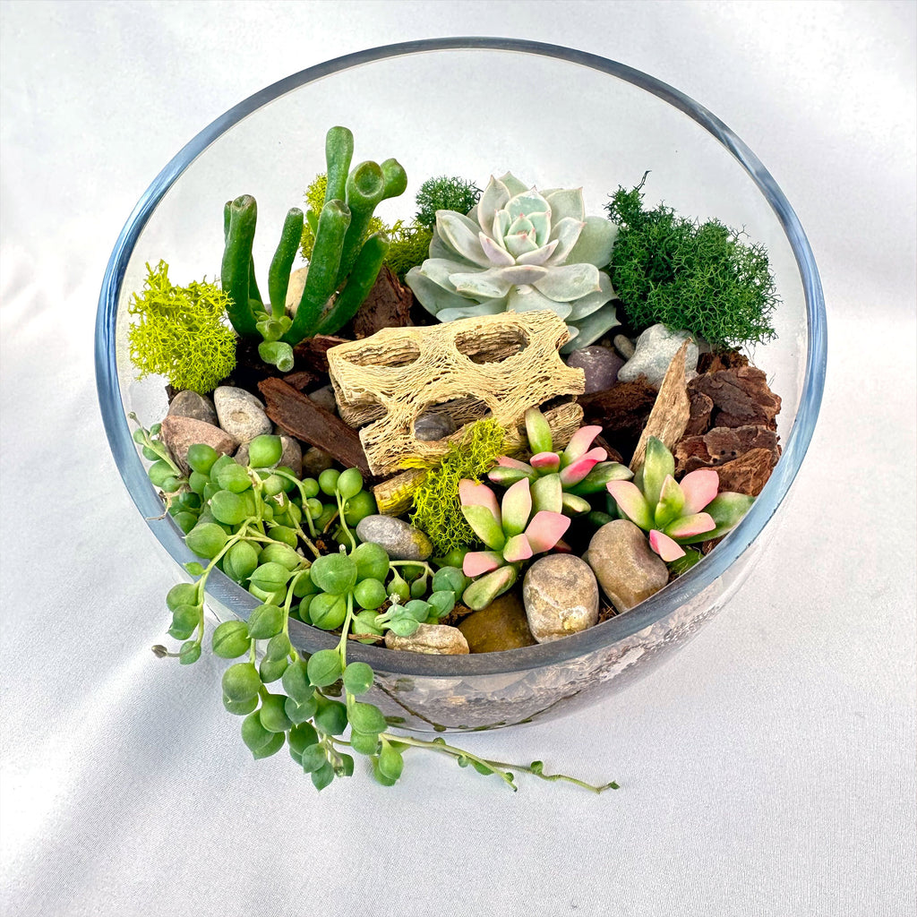 Half Moon Glass Succulent Terrarium DIY Kit - Includes 4 Plants, decorative rocks and more...
