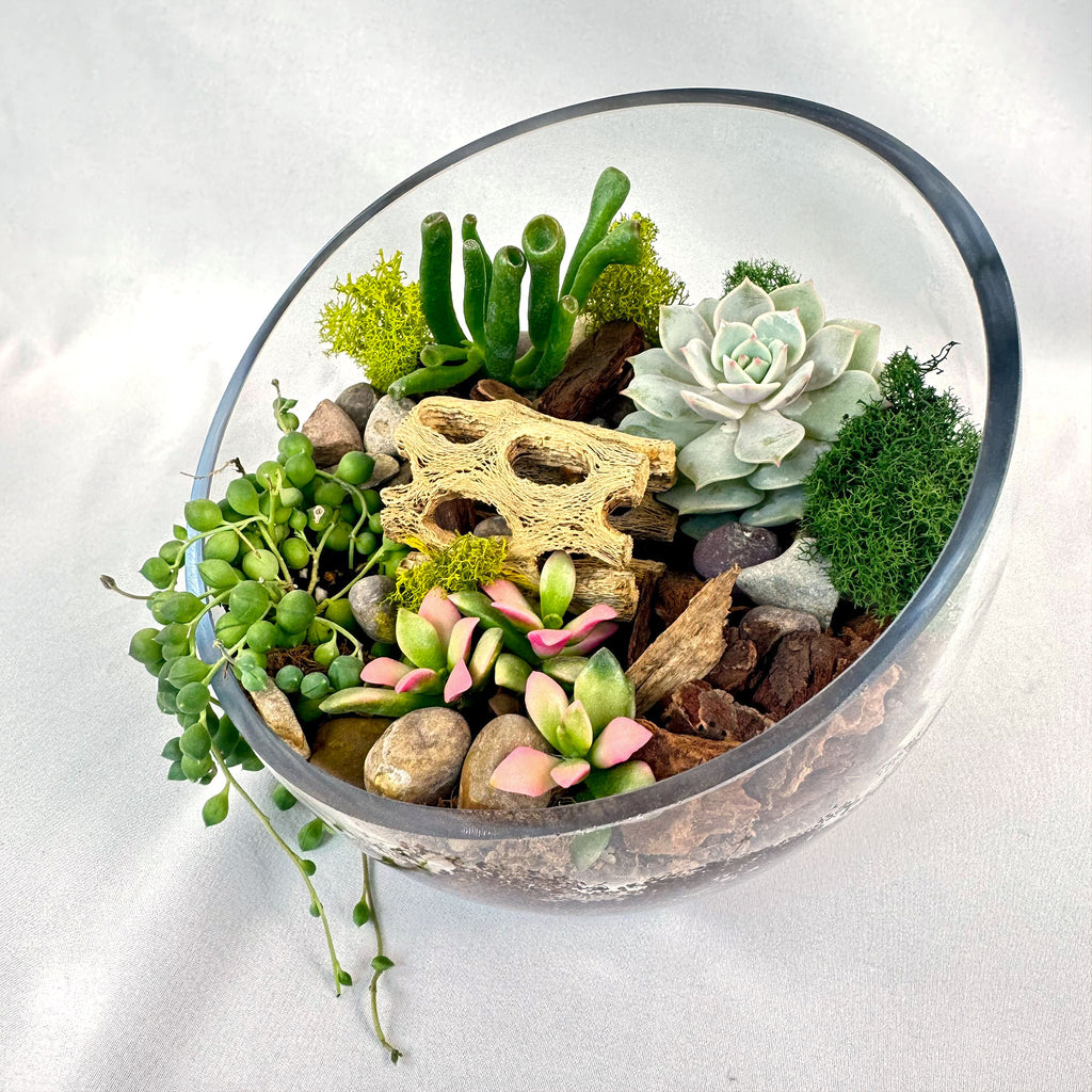 Half Moon Glass Succulent Terrarium DIY Kit - Includes 4 Plants, decorative rocks and more...