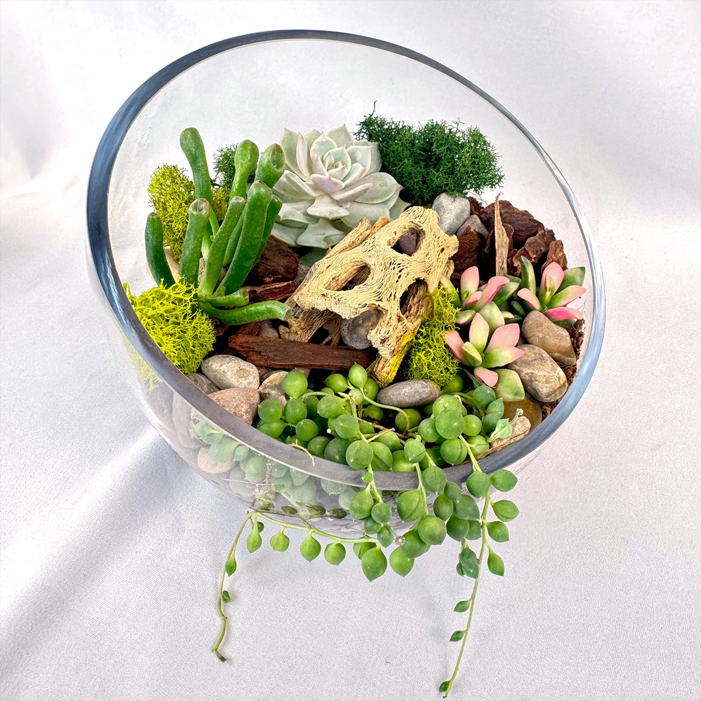 Half Moon Glass Succulent Terrarium DIY Kit - Includes 4 Plants, decorative rocks and more...
