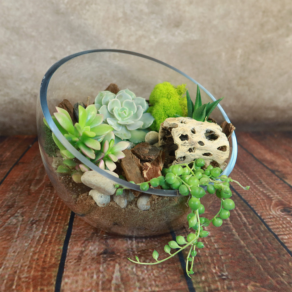 Half Moon Glass Succulent Terrarium DIY Kit - Includes 4 Plants, decorative rocks and more...