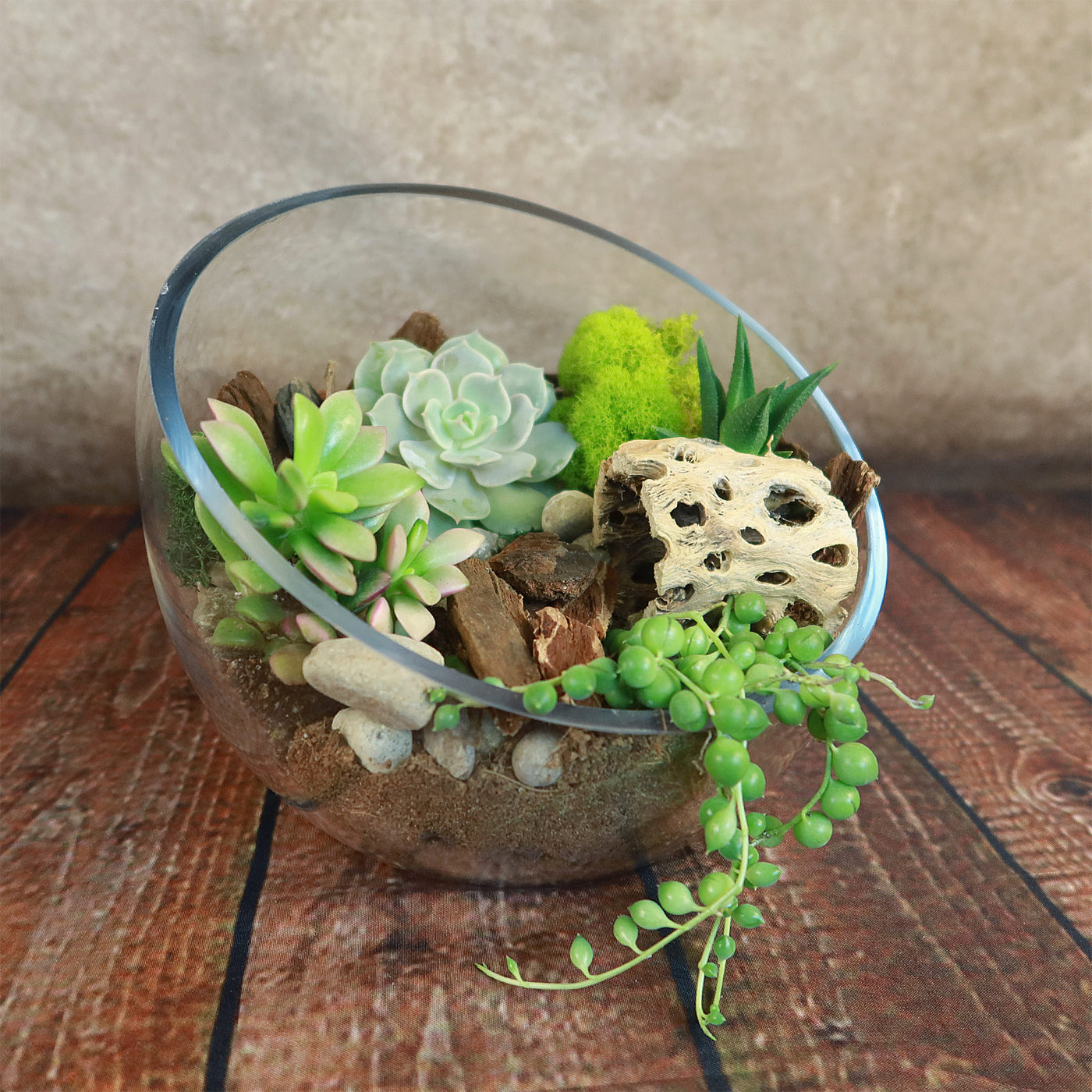 shot glass succulent 4 Live Plant Glass Half Moon Terrarium DIY Kit