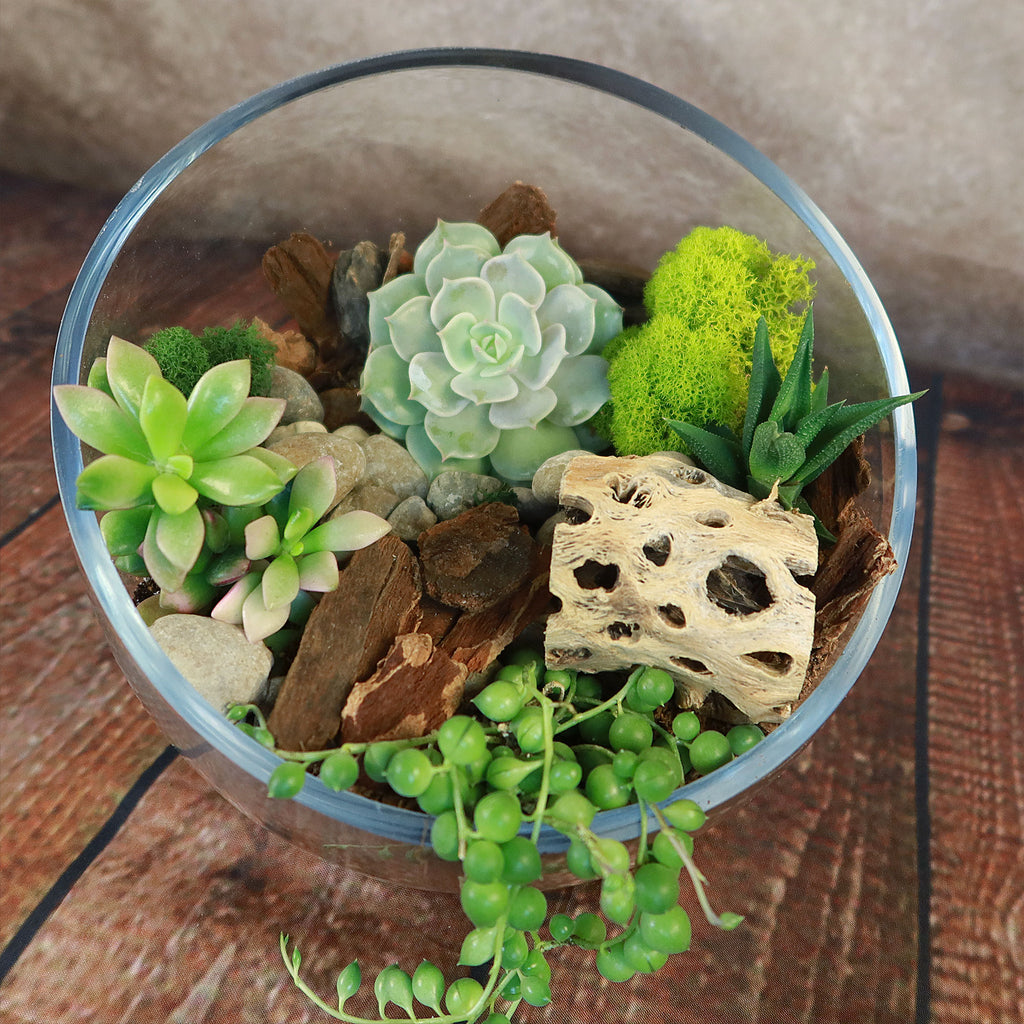 Half Moon Glass Succulent Terrarium DIY Kit - Includes 4 Plants, decorative rocks and more...