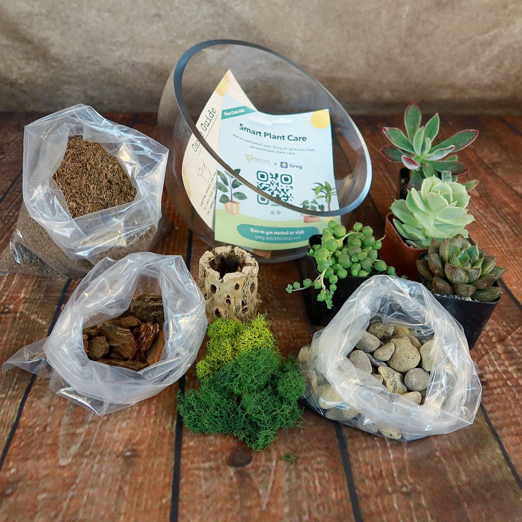 Half Moon Glass Succulent Terrarium DIY Kit - Includes 4 Plants, decorative rocks and more...