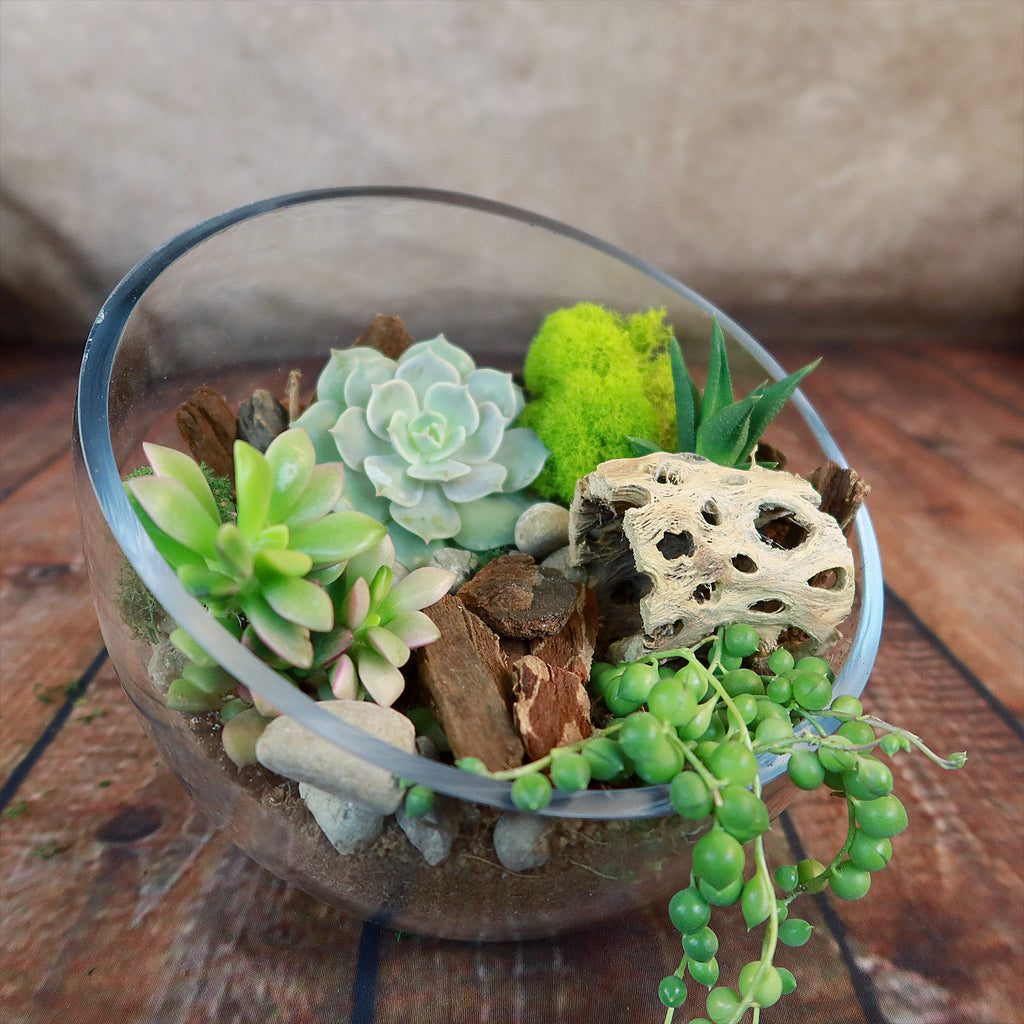 Half Moon Glass Succulent Terrarium DIY Kit - Includes 4 Plants, decorative rocks and more...