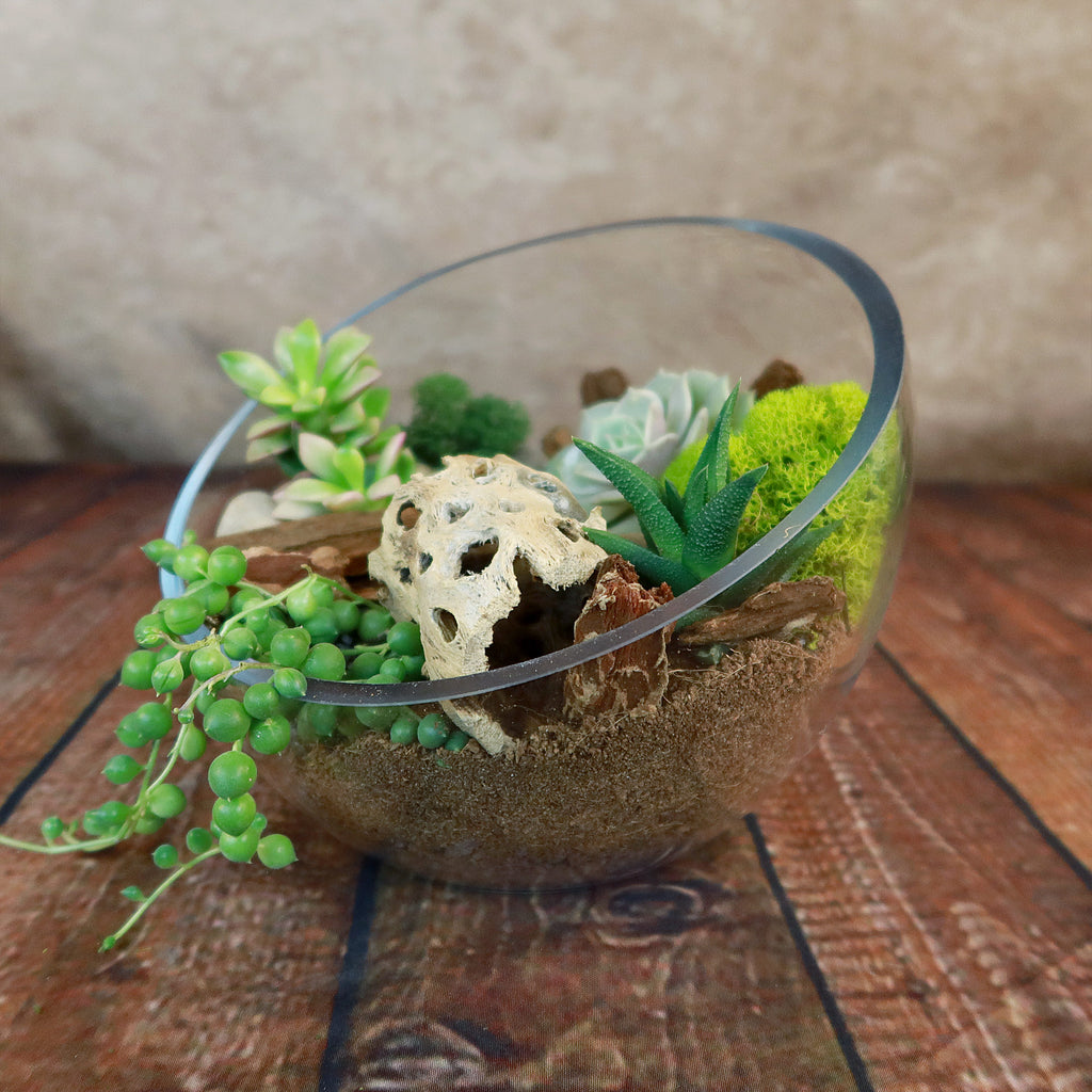 Half Moon Glass Succulent Terrarium DIY Kit - Includes 4 Plants, decorative rocks and more...