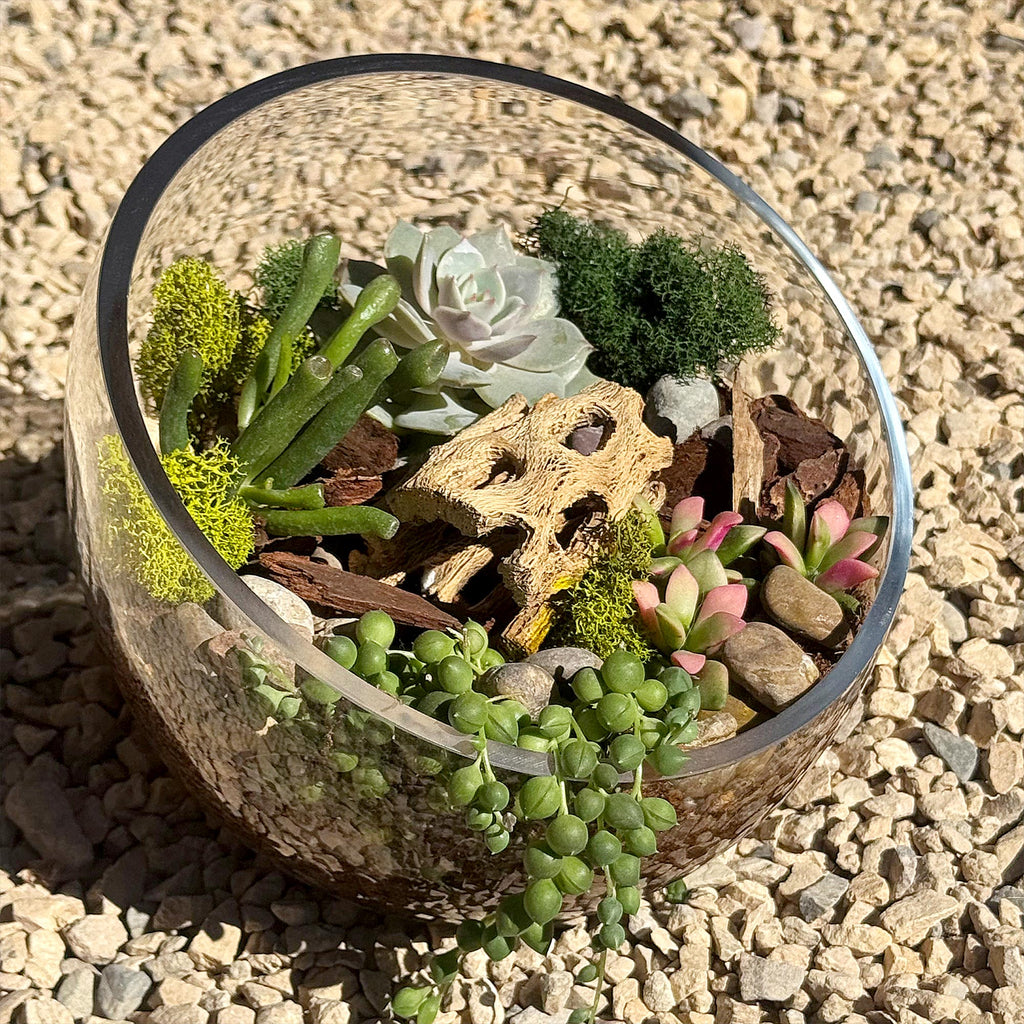 Half Moon Glass Succulent Terrarium DIY Kit - Includes 4 Plants, decorative rocks and more...