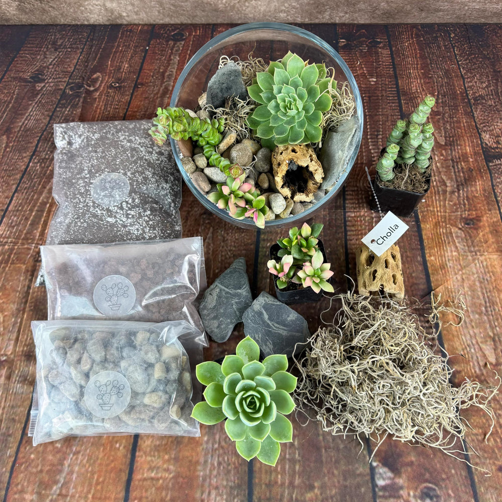 Half Moon Glass Succulent Terrarium DIY Kit - Includes 4 Plants, decorative rocks and more...