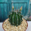 Hamatocactus setispinus