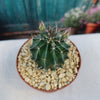 Hamatocactus setispinus