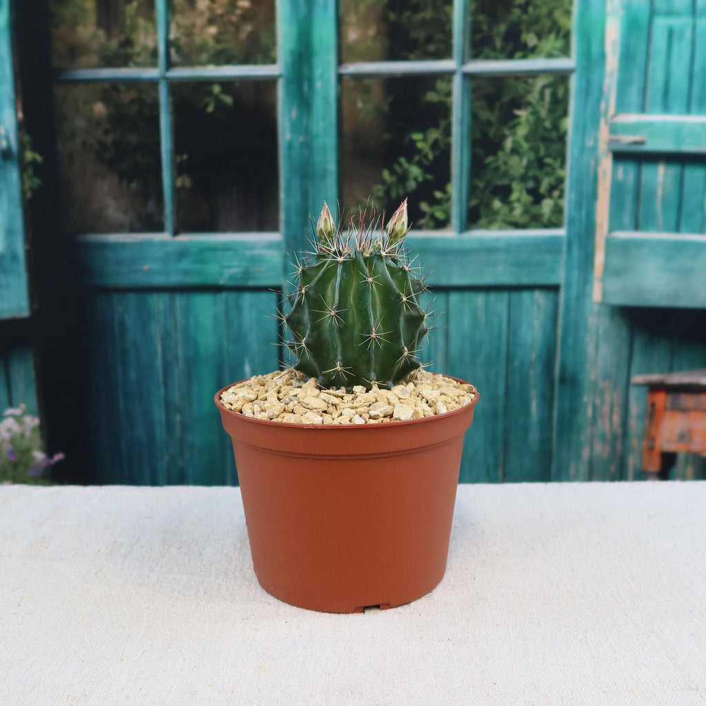 Hamatocactus setispinus