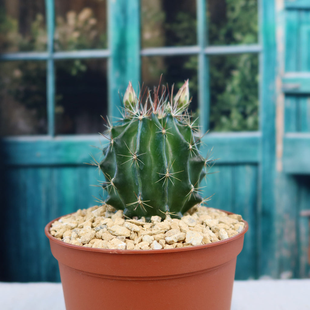Hamatocactus setispinus