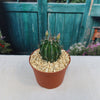 Hamatocactus setispinus