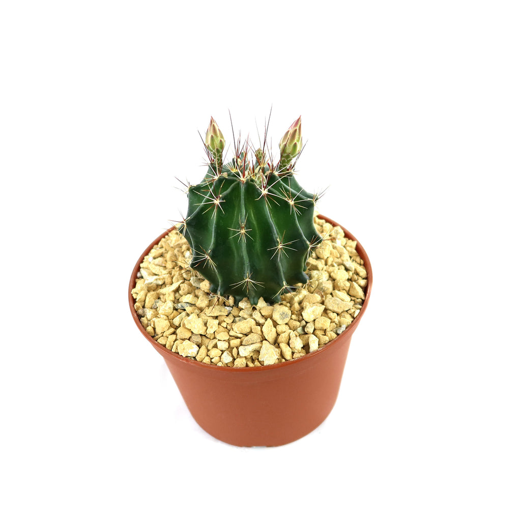 Hamatocactus setispinus