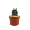 Hamatocactus setispinus