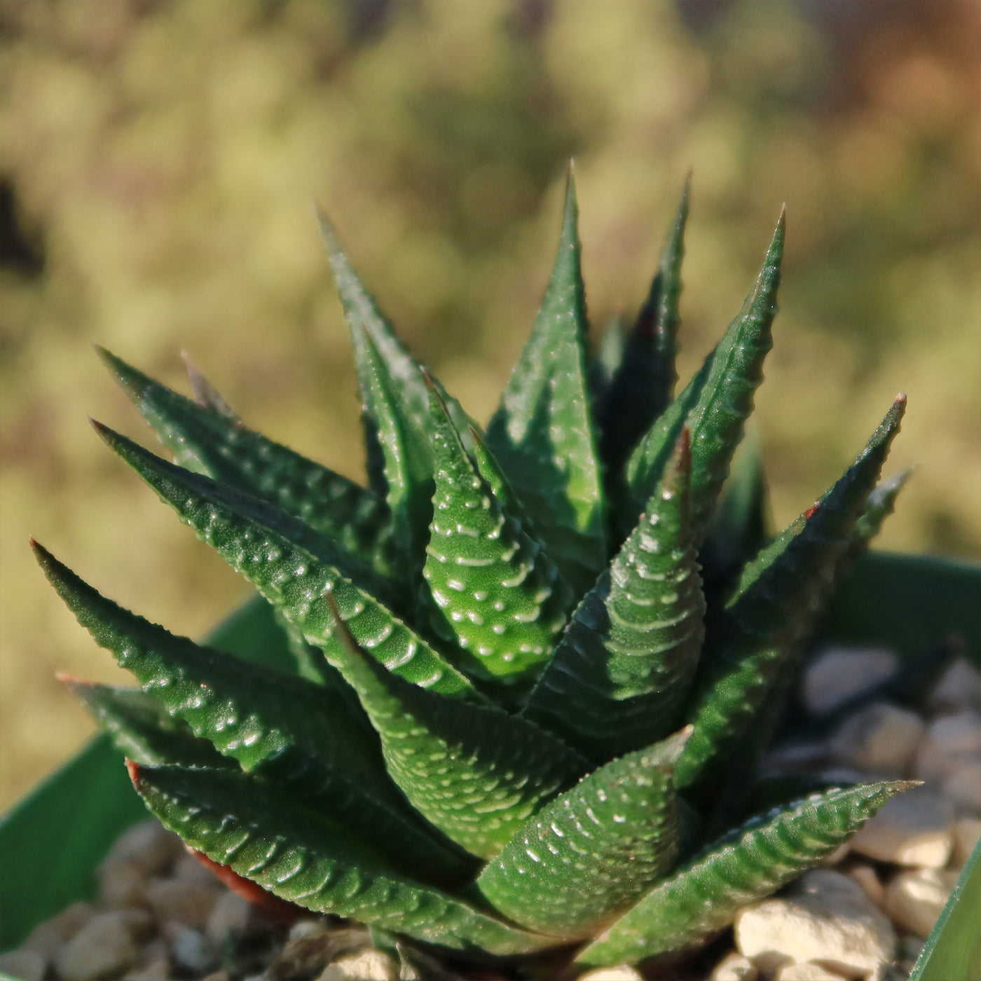 fairy washboard succulent Fairy Washboard 'Haworthiopsis limifolia'