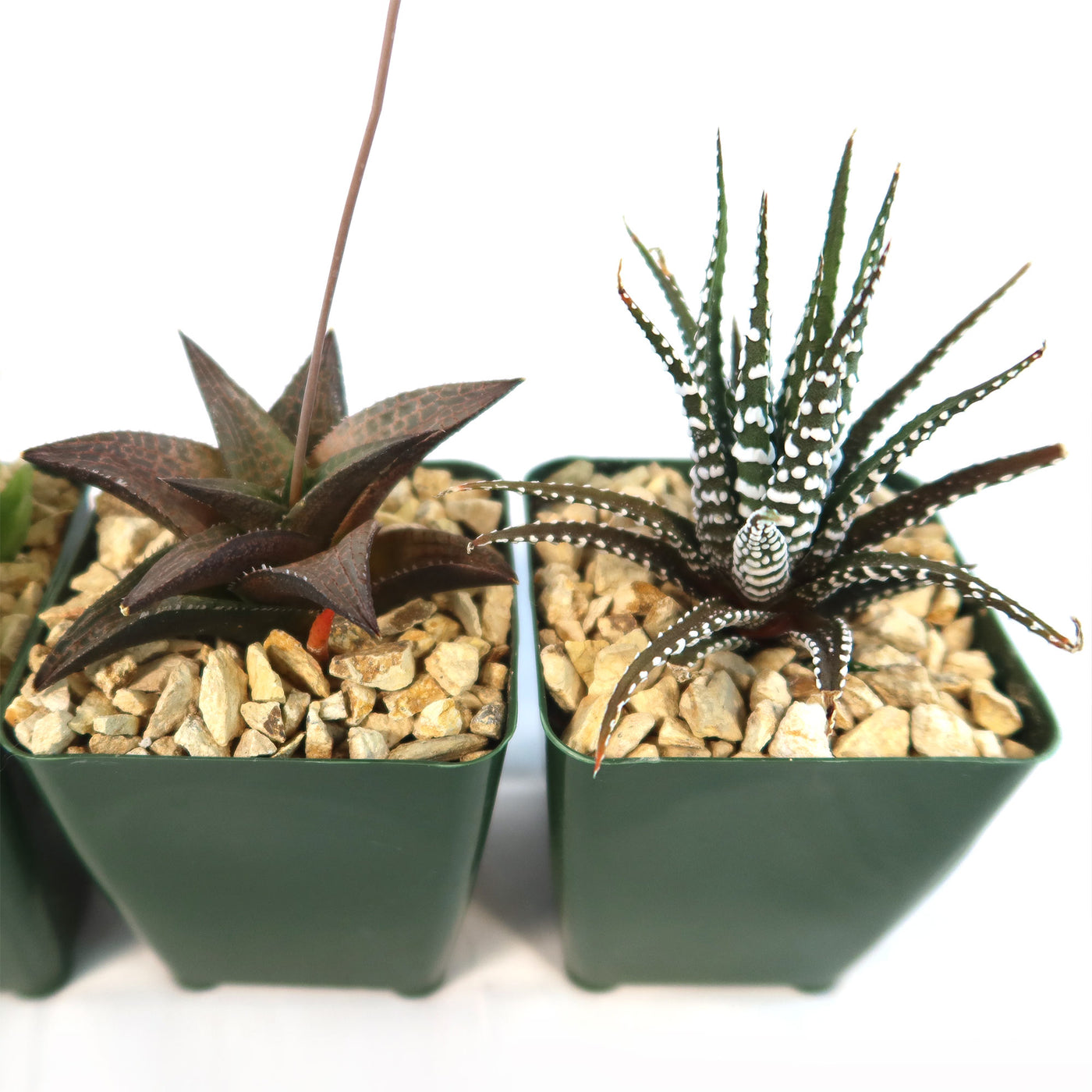 Haworthia Variety Lover Pack (4 Haworthia)