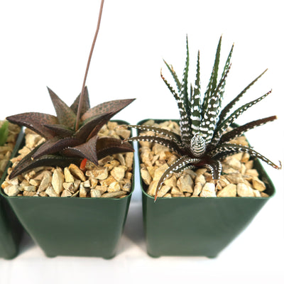 Haworthia Variety Lover Pack (4 Haworthia)