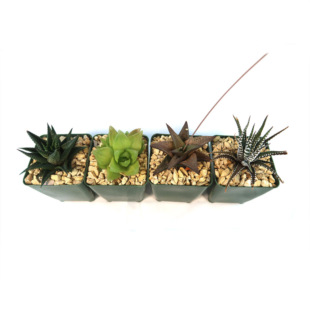 Haworthia Variety Lover Pack (4 Haworthia)