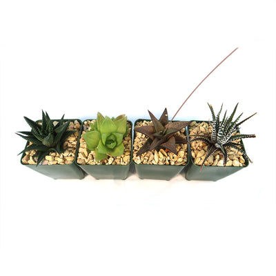 Haworthia Variety Lover Pack (4 Haworthia)