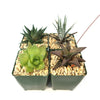 Haworthia Variety Lover Pack (4 Haworthia)