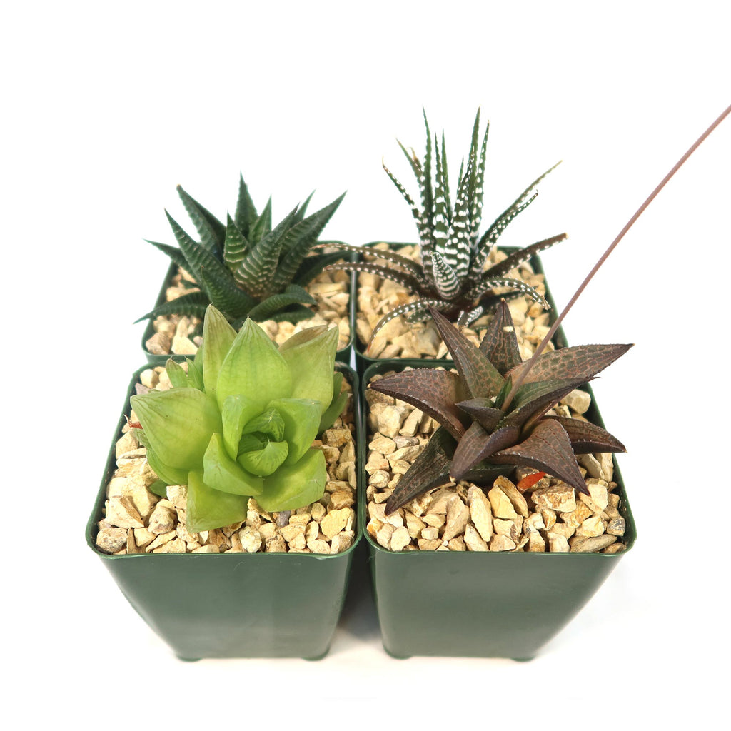 Haworthia Variety Lover Pack (4 Haworthia)