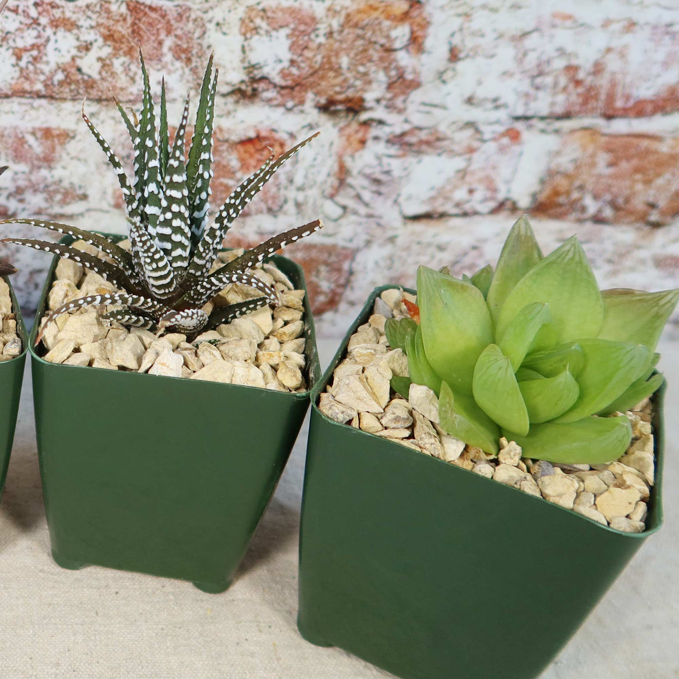 Haworthia Variety Lover Pack (4 Haworthia)