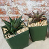 Haworthia Variety Lover Pack (4 Haworthia)