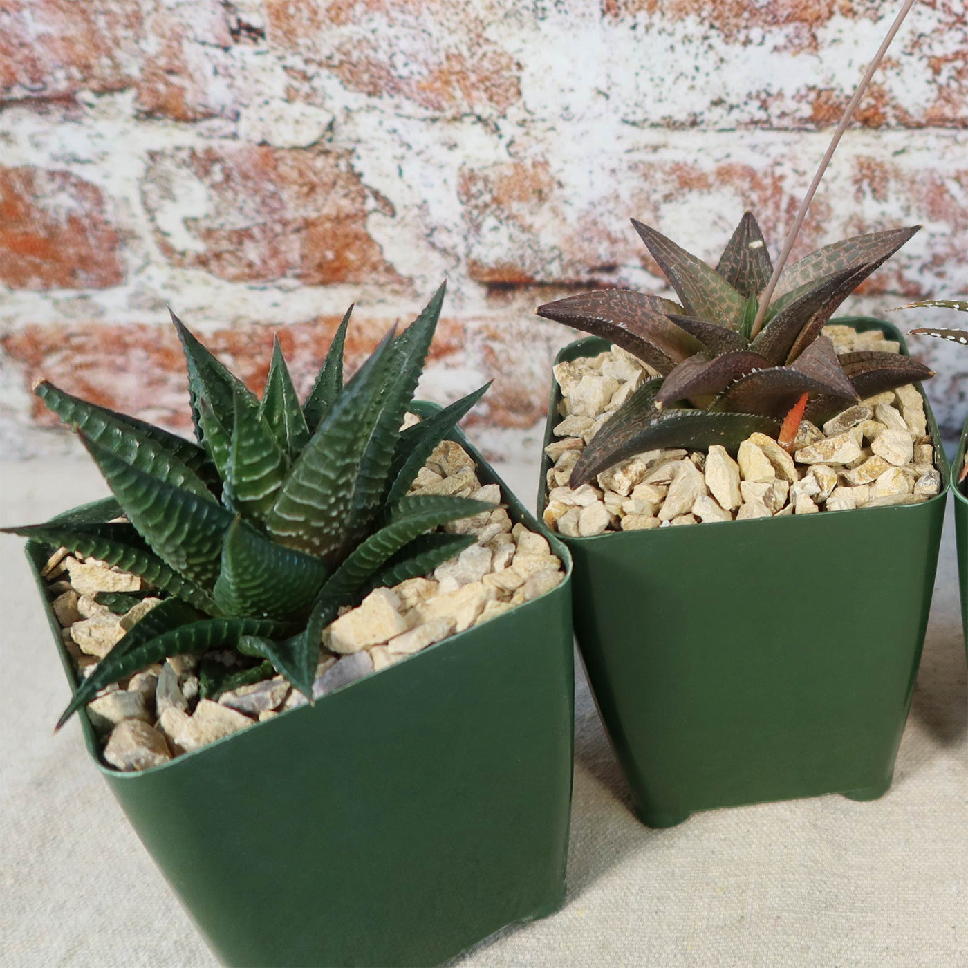 Haworthia Variety Lover Pack (4 Haworthia)