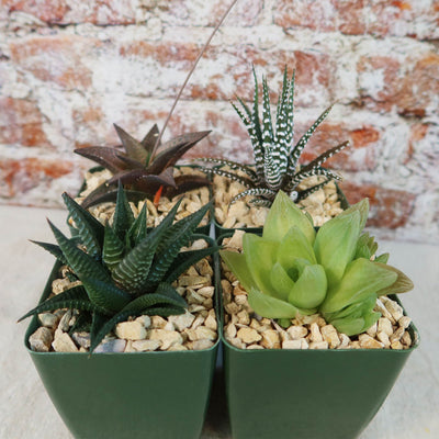 Haworthia Variety Lover Pack (4 Haworthia)