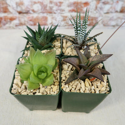 Haworthia Variety Lover Pack (4 Haworthia)