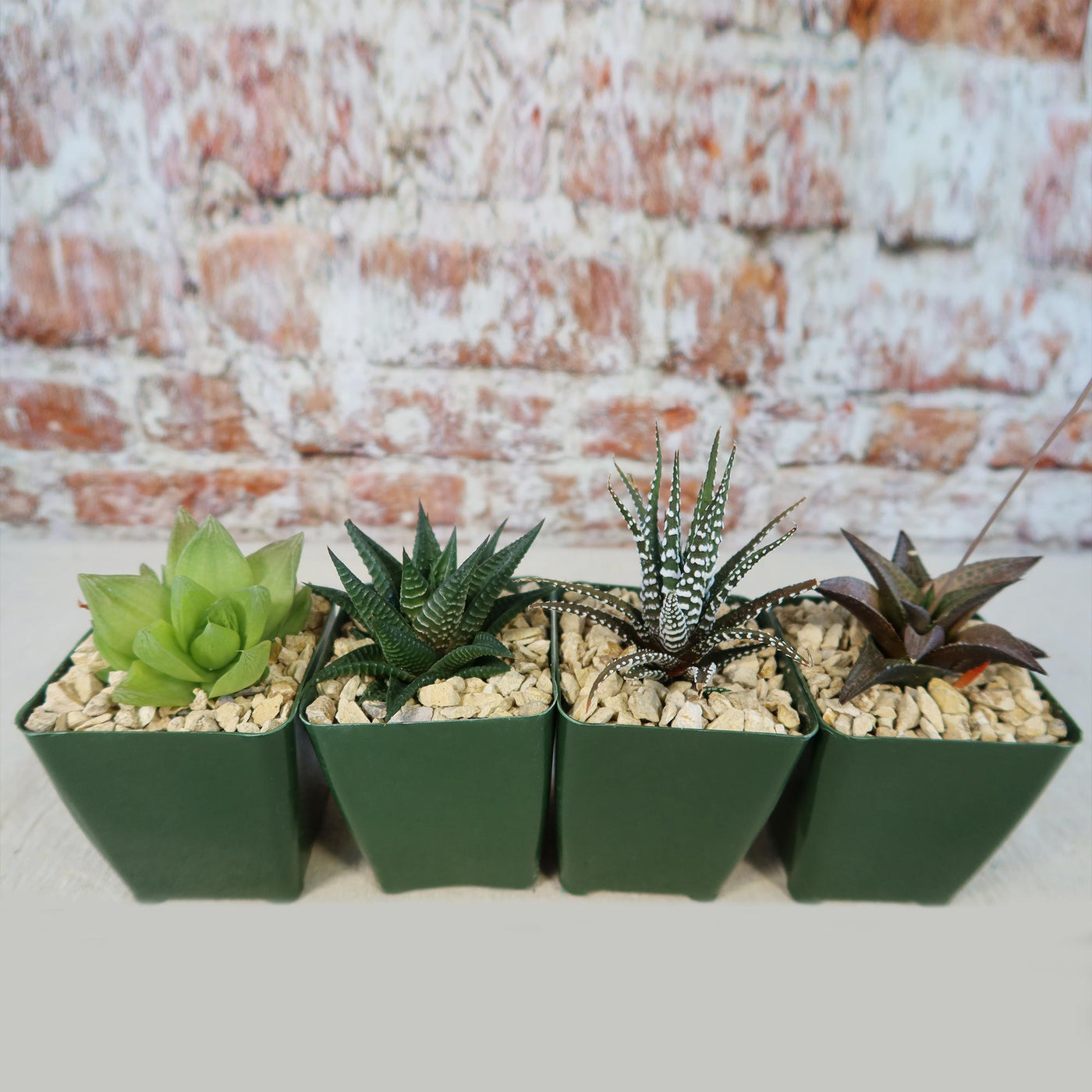 Haworthia Variety Lover Pack (4 Haworthia)