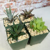 Haworthia Variety Lover Pack (4 Haworthia)
