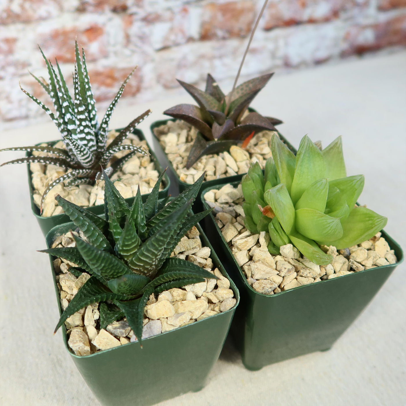 Haworthia Variety Lover Pack (4 Haworthia)