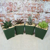 Haworthia Variety Lover Pack (4 Haworthia)