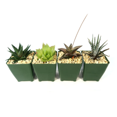 Haworthia Variety Lover Pack (4 Haworthia)
