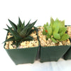 Haworthia Variety Lover Pack (4 Haworthia)