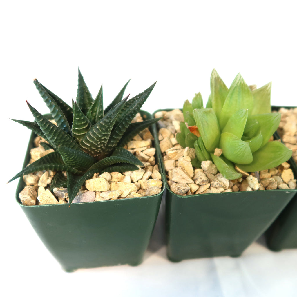 Haworthia Variety Lover Pack (4 Haworthia)