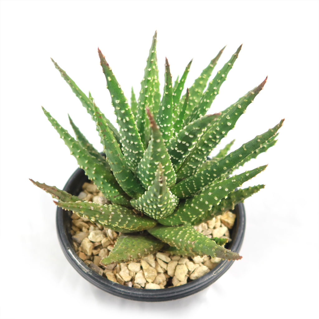 Haworthia pumila