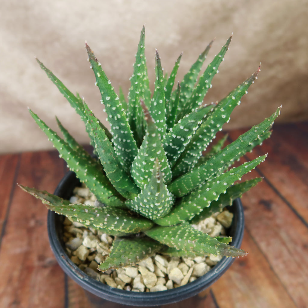 Haworthia pumila