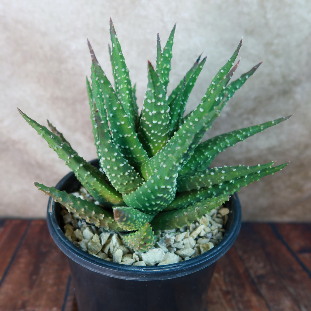 Haworthia pumila
