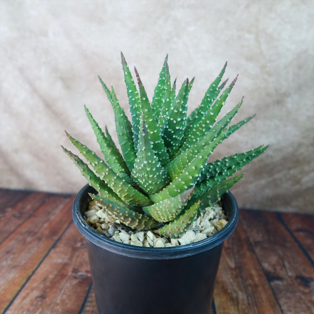Haworthia pumila