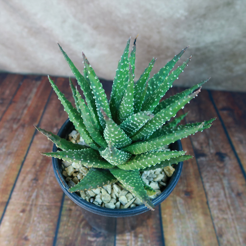 Haworthia pumila