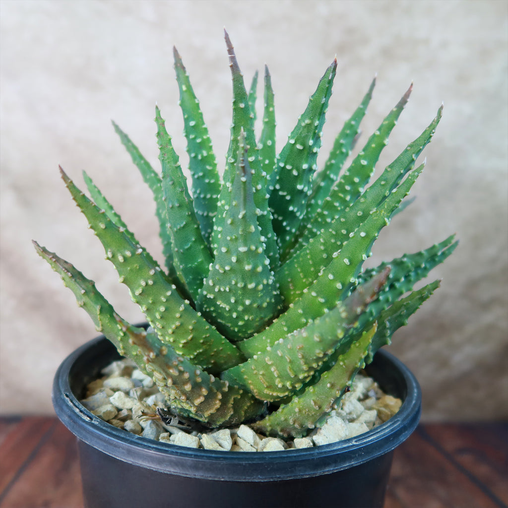 Haworthia pumila