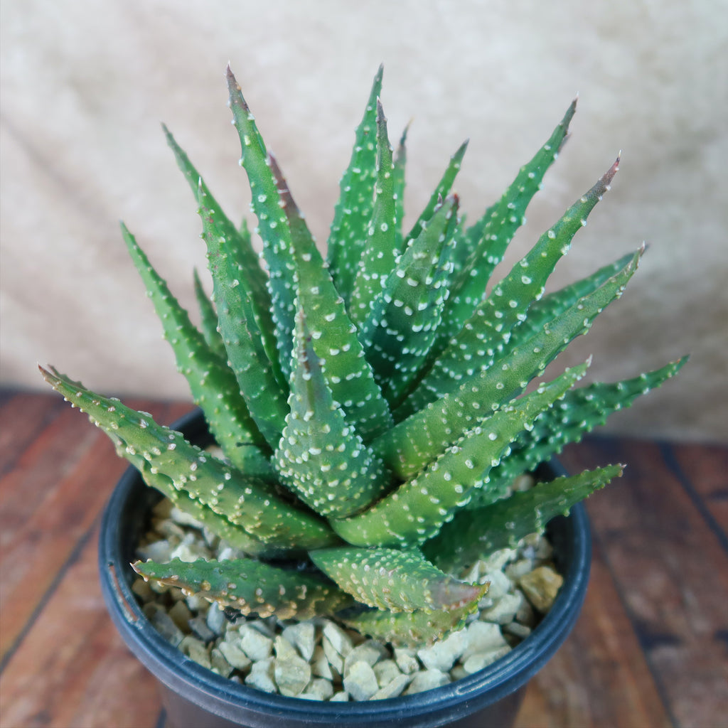 Haworthia pumila