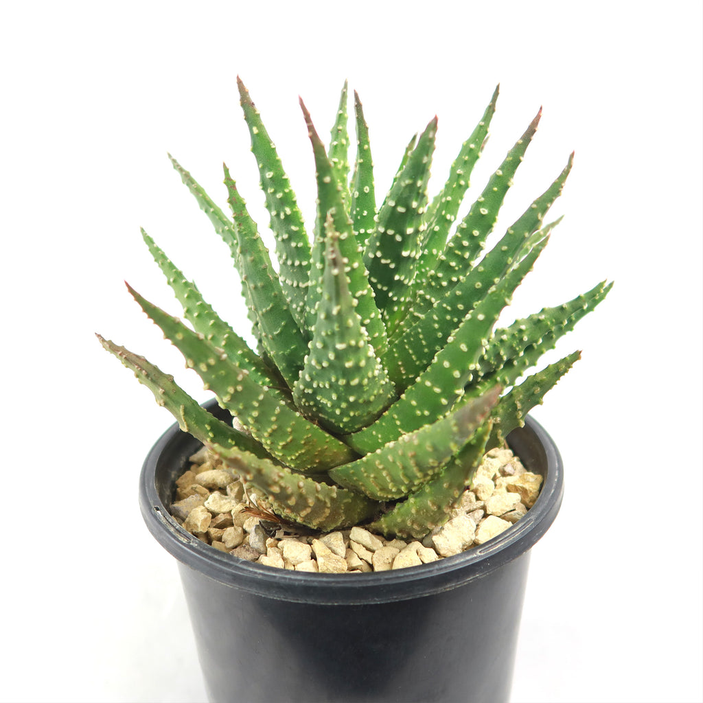 Haworthia pumila