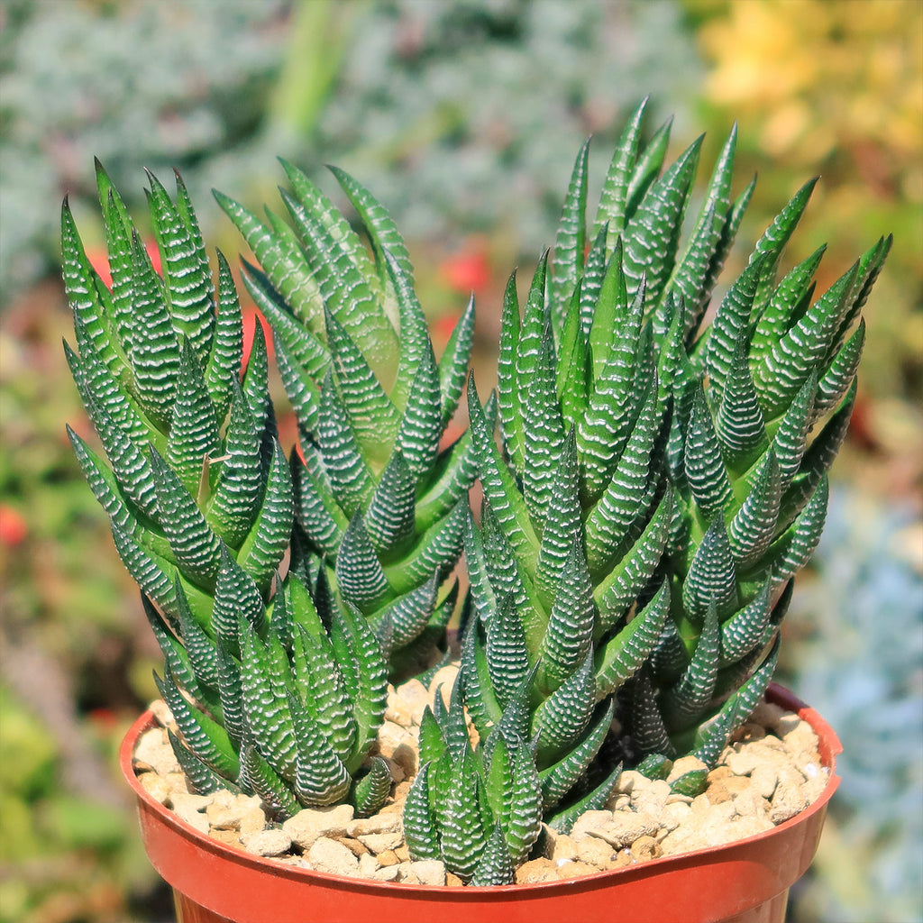 Zebra Wart ‘Haworthia reinwardtii’