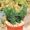 Zebra Wart ‘Haworthia reinwardtii’